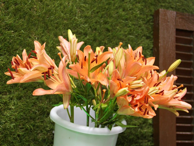 Opening of Zanbak Flower Boutique 